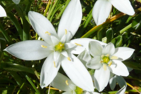 Weiße sternförmige Blüten zwischen grünen Halmen