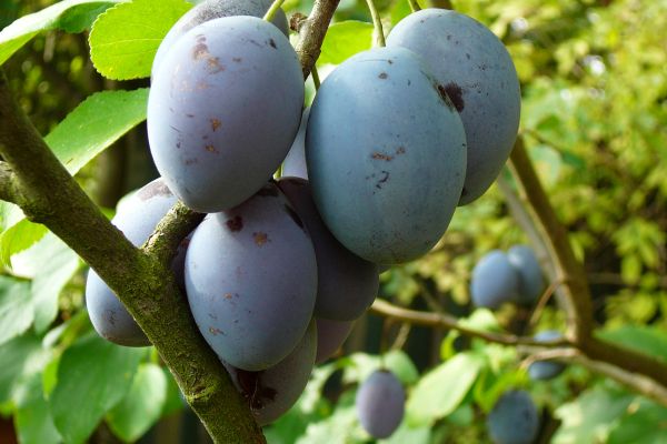 Reife blaue Zwetschgen an einem Zweig mit grünen Blättern